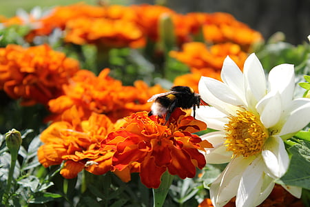 пчела, красиви цветя, лято, ярки цветове, naskomoe