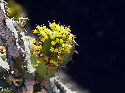 Lanzarote, Cactus, fiore, giallo, spine, spolette, Canarie