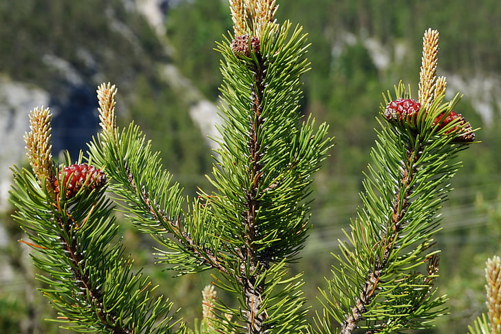 pine cones, tree, fir, tannenzweig, needles, immergrüner tree, green