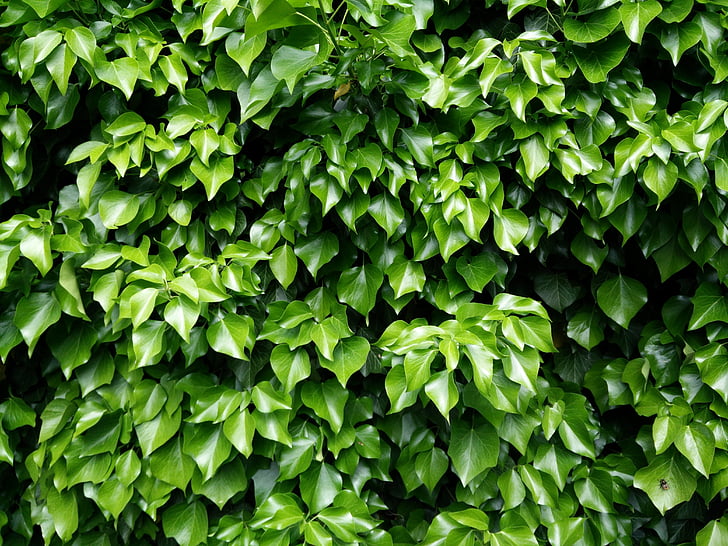 ivy, leaves, green, climber, leaf, nature, ivy leaf