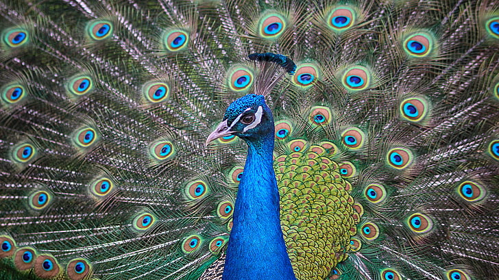 Peacock, silmät, pauwenogen, tooI, ylpeys, sulavasti, Bloom