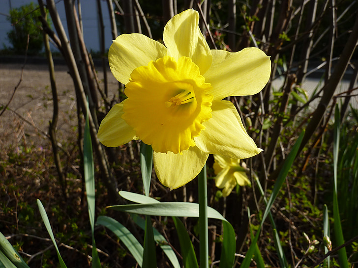 flor, groc, flor groga, planta, Daffodil