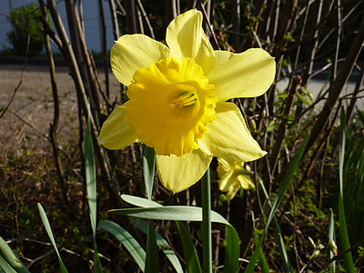 flor, amarelo, flor amarela, planta, Narciso