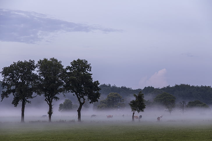 pemandangan, alam, langit, sisanya, padang rumput, merumput, pohon