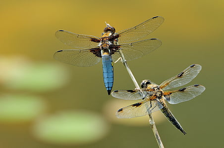macro, dragonfly, insect, animal themes, animal wildlife, one animal, animals in the wild