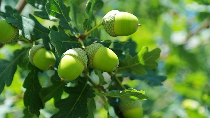 tammenterhot, hedelmät, Quercus buchengewächs, puu, vihreä, haara, Syksy