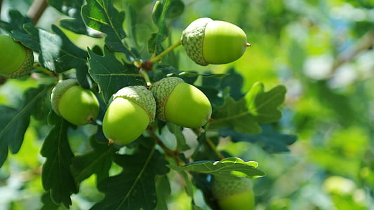 acorns, fruit, quercus buchengewächs, tree, green, branch, autumn