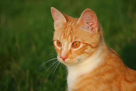 cat, kitten, red mackerel tabby, mieze, red cat, young cat, cat baby