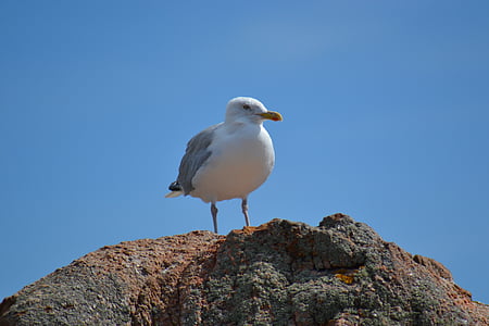 Eropa herring gull, Larus argentatus, burung, burung laut, langit biru, batu, Seagull