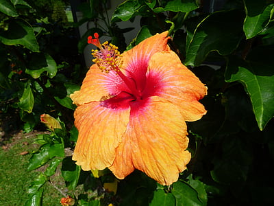 Hawaii, Anläggningen, Hibiscus, naturen, Tropical, Leaf, blomma