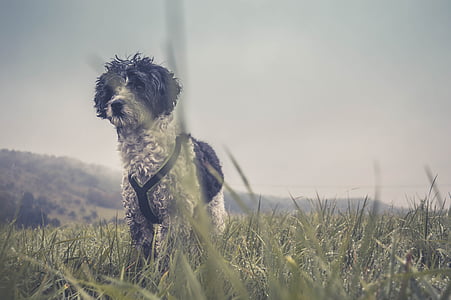 adorable, animal, canine, cute, dog, field, grass