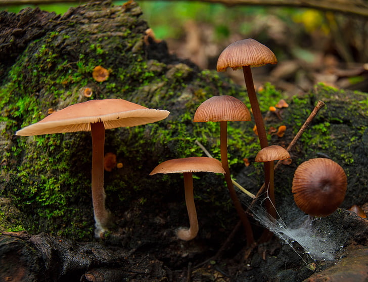 houby, Terrero, zelená, Příroda, houby, houby, Muchomůrka