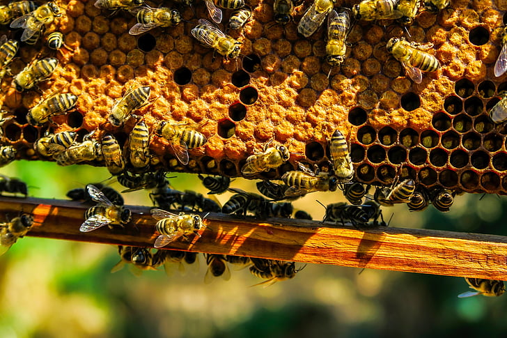 пчели, насекоми, мед, пчелна пита, макрос, едър план, природата