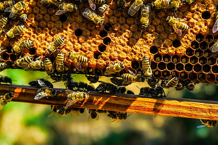 bees, insects, honey, honeycomb, macro, closeup, nature