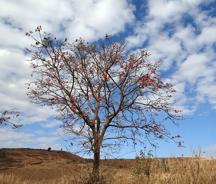 Erythrina indica, arbre corail, écarlate, fleur, arbre de soleil, Inde