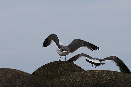 animal, beach, wave off block, seabird, sea gull, seagull, wild animal
