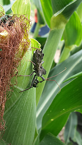 kukurica, kukuričnom poli, hmyzu, bug, koleso bug, Assassin chýb, Reduviidae