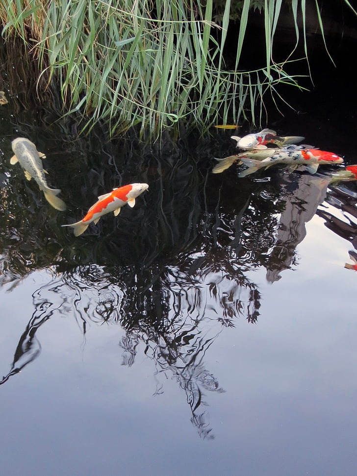 koi, fish, garden pond, ornamental fish, water, koi carp, orange