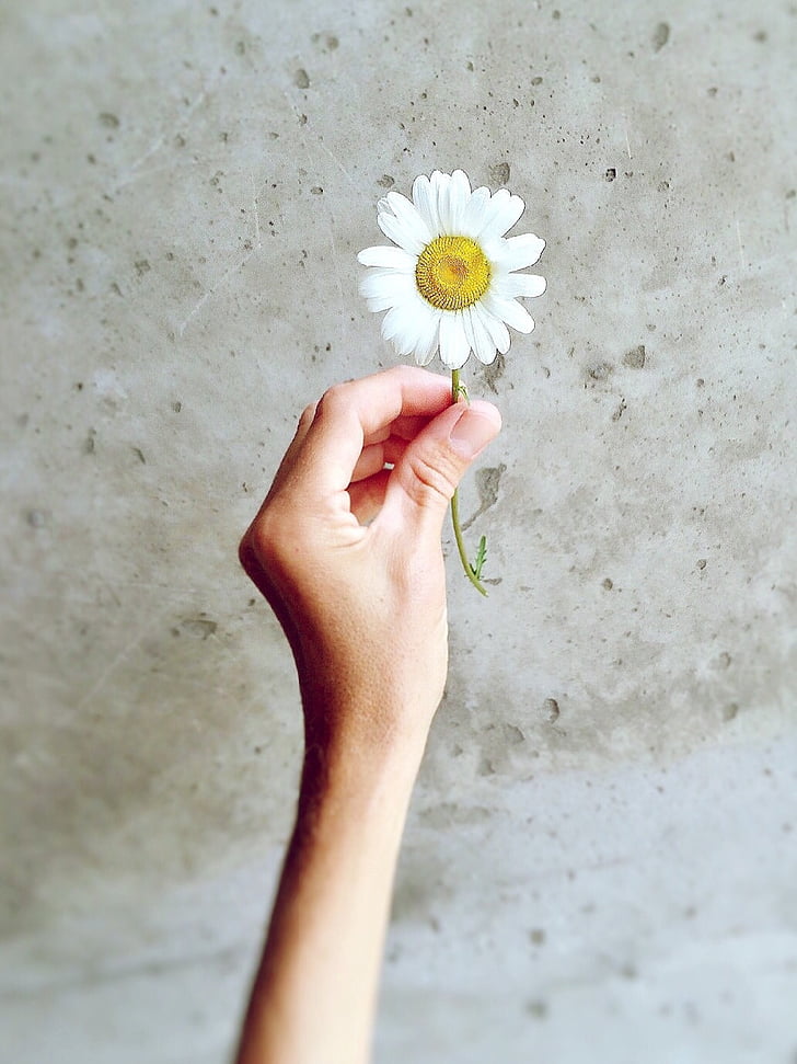 Daisy, Wildflower, natuur, zomer, bloem, hand, bedrijf