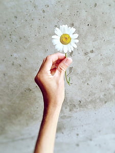 Daisy, Wildflower, Príroda, letné, kvet, Ručné, Holding