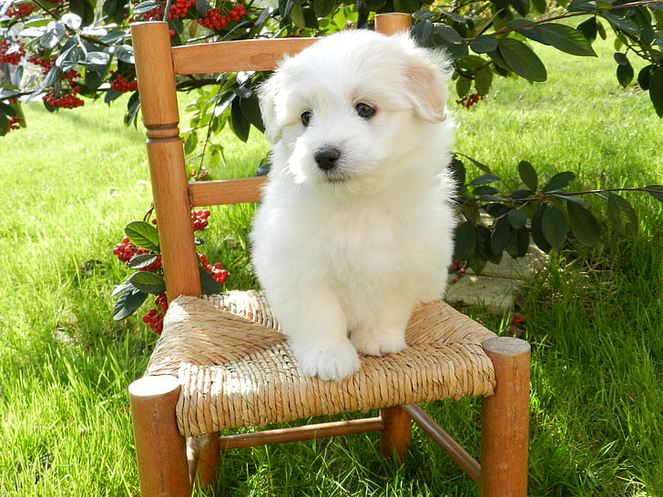 con chó con, Petit, con chó, bông tulear, lông trắng, Dễ thương, trắng