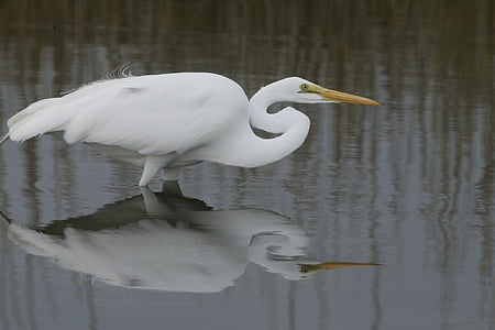 great egret, bird, wildlife, nature, water, waterbird, outdoors