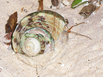 snail, crab, shell, sea, ocean, nature, marine