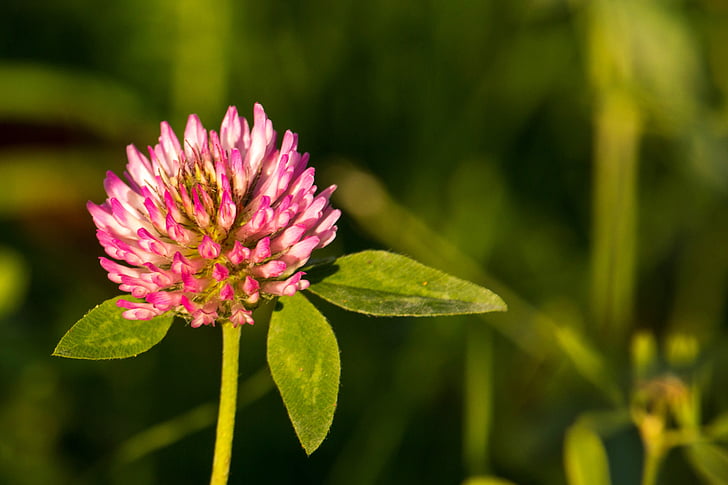 klee, pink, red clover, pointed flower, fodder plant, meadow, grass