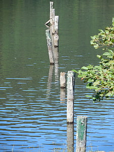 jazero, reflexie, vody, Príroda, Príroda, pokojné, pokojný