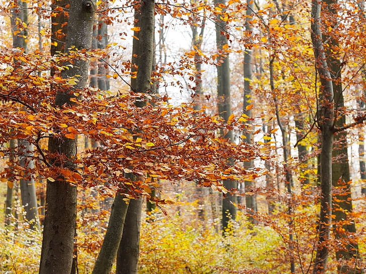 kritums, zaļumi, daba, meža, rudens krāsas, sezonas, atstāj