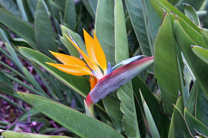 Caudata, Parrot flower, papegaai plant, bloem, Blossom, Bloom, Oranje