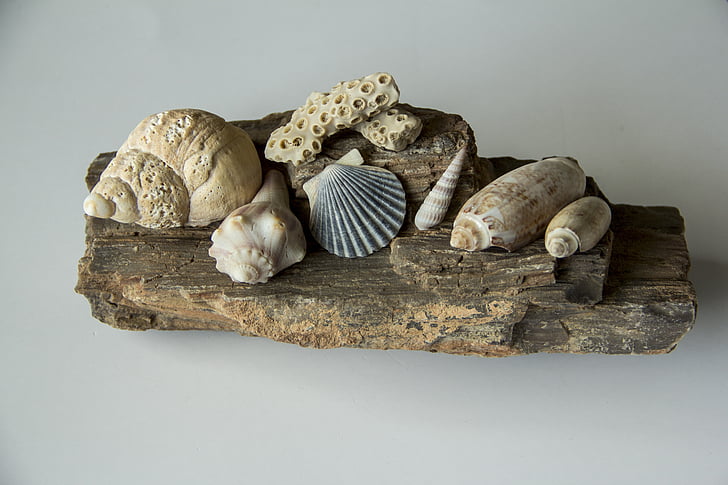 conchas marinas, cáscara, caracol, espiral, almeja, concha de peregrino, Playa