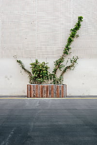 scatola della pianta, piante, strada, parete
