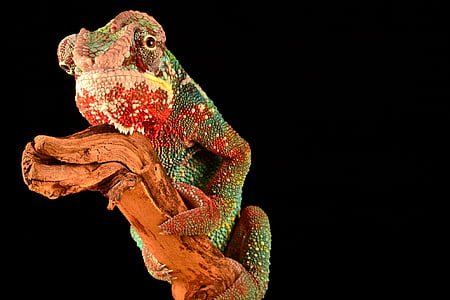 animal, reptile, chameleon, lizard, colorful, camouflage, red