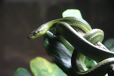 งู, งูที่มีพิษ, สัตว์เลื้อยคลาน, สัตว์, natter, เป็นพิษ, สีเขียว
