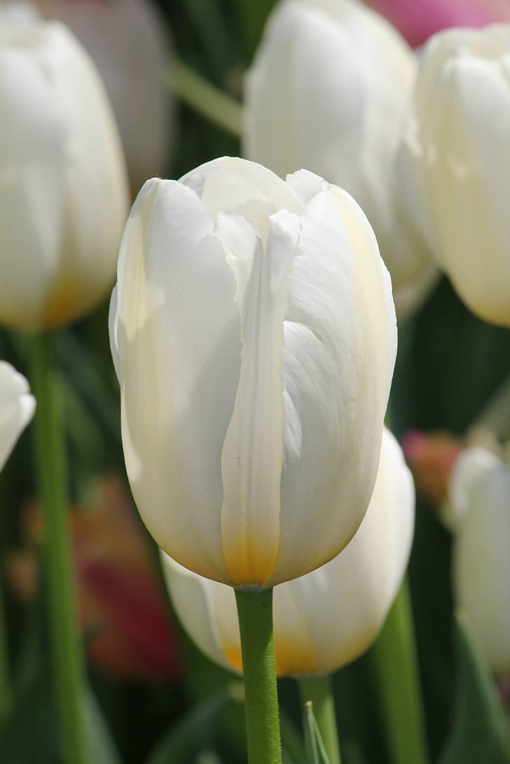 tulpė, balta, gėlė, pavasarį