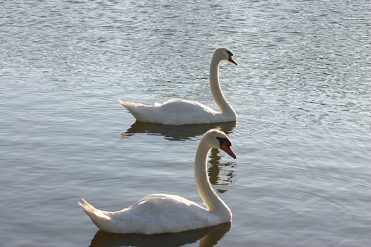 swans, wildlife, nature, bird, lake, elegance, peaceful