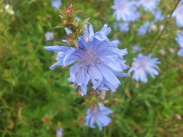 modrá, kvet, čakanka, letné, jarné kvety, Petal, Flora