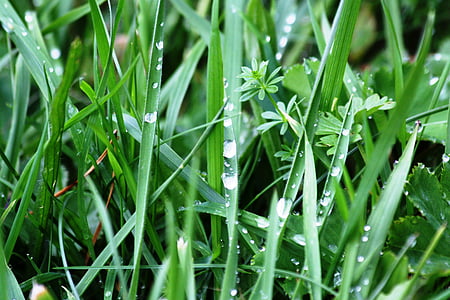 meadow, grass, nature, raindrop, drip, close, plant