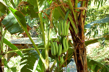 banán, Bali, természet, gyümölcs