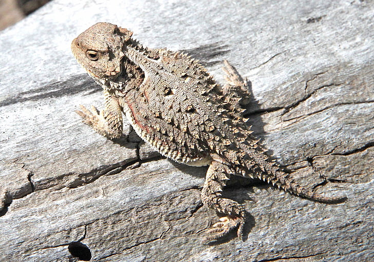 horned toad, lizard, camouflage, portrait, profile, phrynosoma, horned lizard