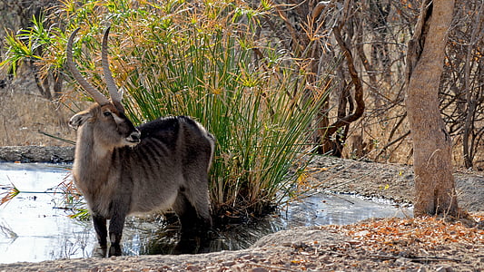 Ботсвана, Дикое животное, Водяной козел