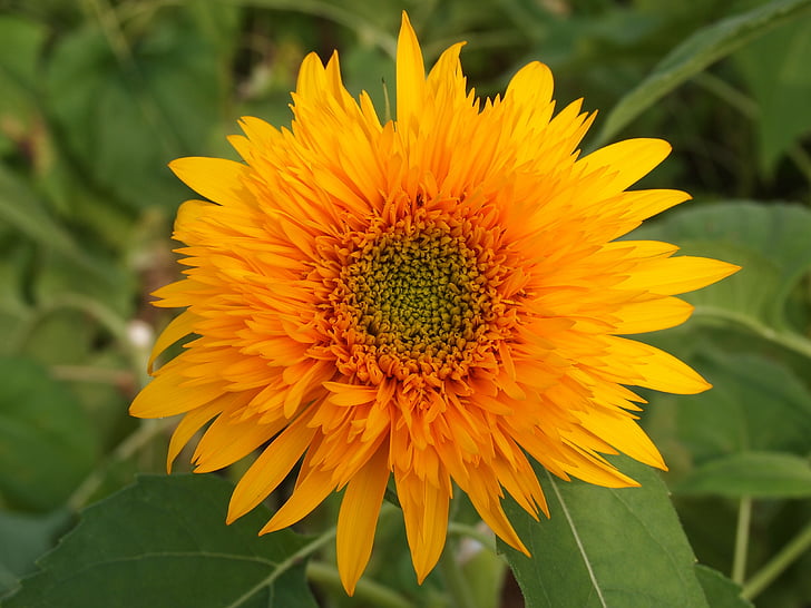 bunga matahari, kuning, bunga musim panas, bunga kuning, Taman, musim panas, tanaman