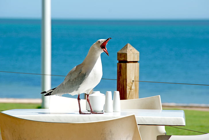seagull, bird, beak, gull, funny face, seabird, seaside