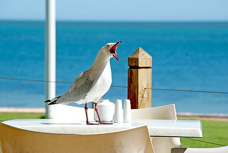 Seagull, fågel, näbb, mås, grimas, sjöfågel, Seaside