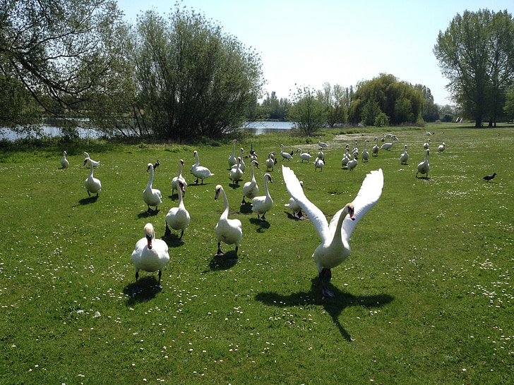 swans, birds, wildlife, nature, animal