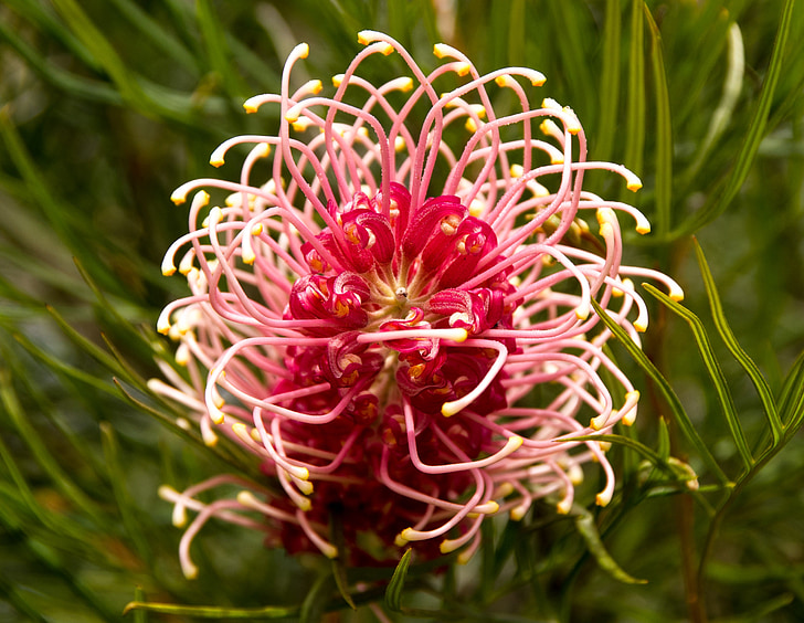 grevillea, flower, australian, native, pink, white, round