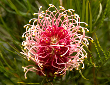 grevillea, flower, australian, native, pink, white, round