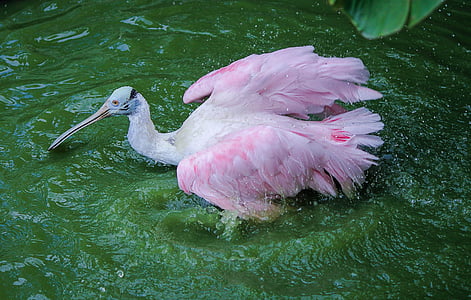 spoonbill, crane, roseate spoonbill, bird, water bird, bathing, bath