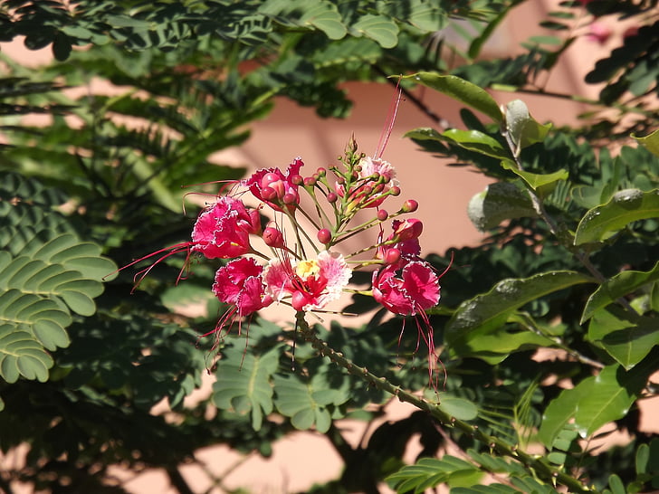 꽃, 자연, cerrado, 핑크 색상, 공장, 트리, 꽃잎